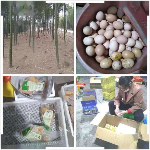 善心接力，助贫困村农户的谷物副产品“飞”出山沟